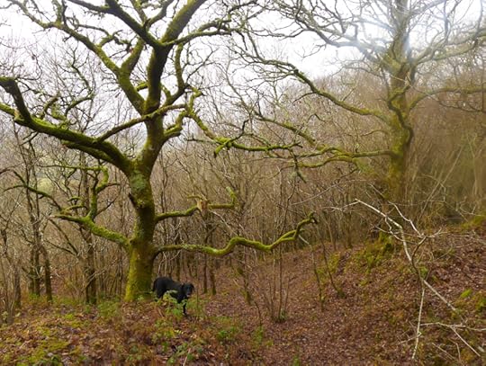 Cloutie tree in the winter woods