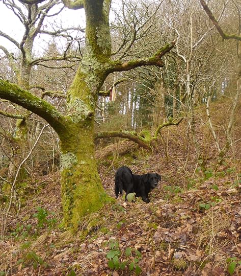Tilly beneath the cloutie tree