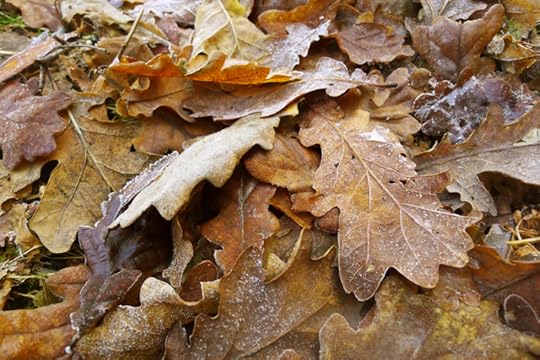 Frost in the winter woods
