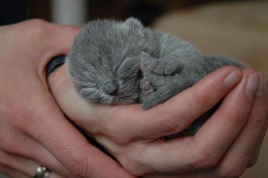 In Yorkshire, this runt would be called a brashing.