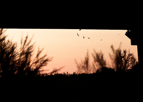 Campbell Bridge Bats