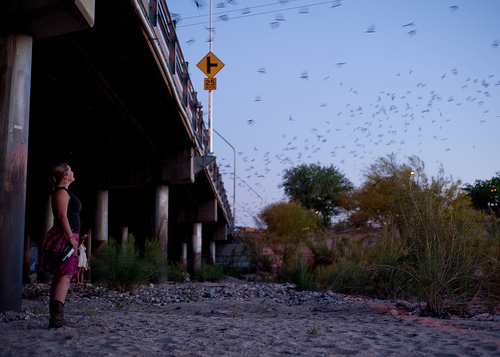 An Eruption of Bats