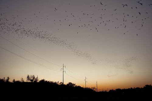 A Snake of Bats