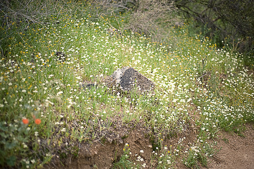 Spring Blooms in the Desert