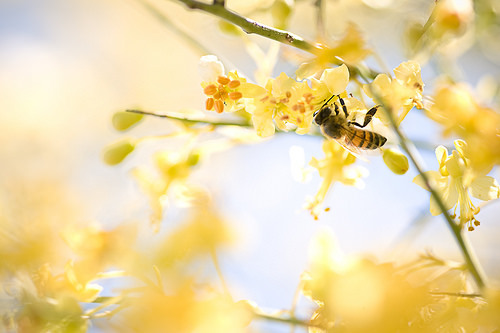 Spring Flowers