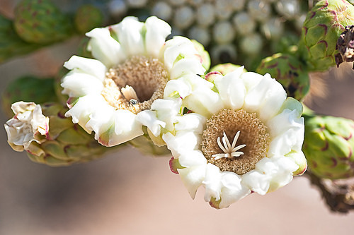 Spring Flowers