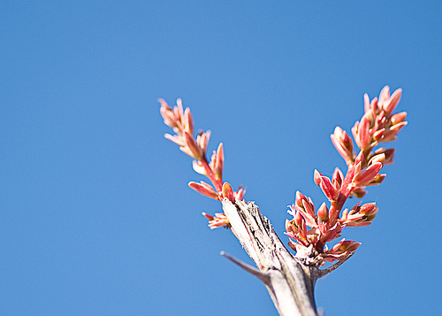 Ocotillo Blossom