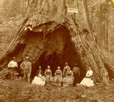 Image result for pioneer tree