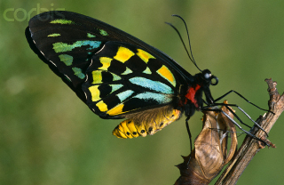 Butterfly-emerging