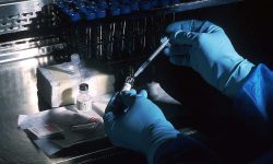 A vaccine under development (John Keith/NIH)