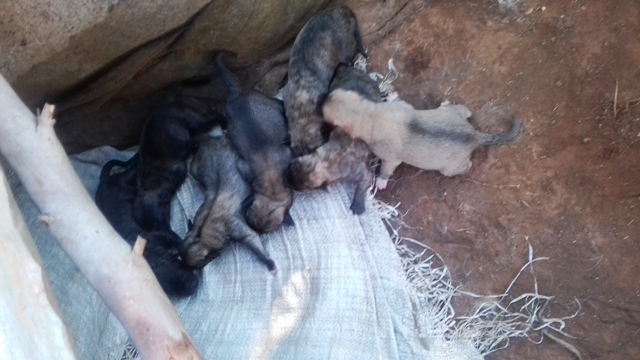 puppies