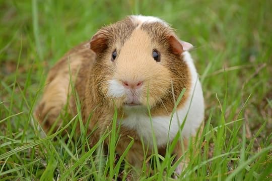 guinea-pig-242520_640 (1)