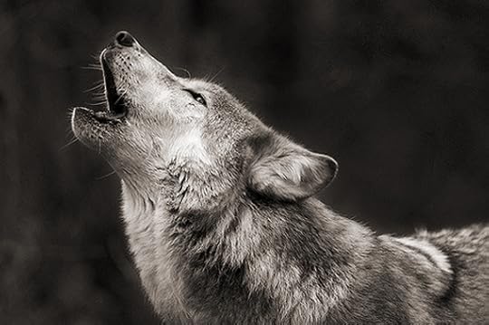 Wolf photograph by Cole Young