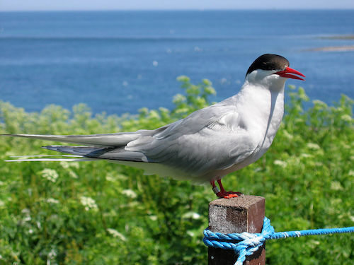 2009_07_02_-_Arctic_tern_on_Farne_Islands_-_The_blue_rope_demarcates_the_visitors'_path.JPG