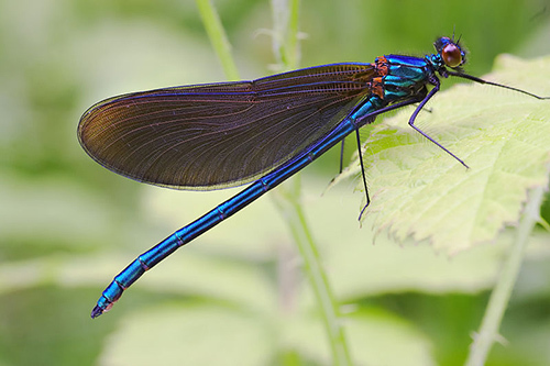 800px-Calopteryx_virgo_male ENV.jpg