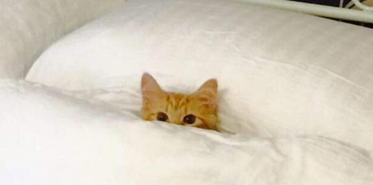 Image result for not getting out of bed