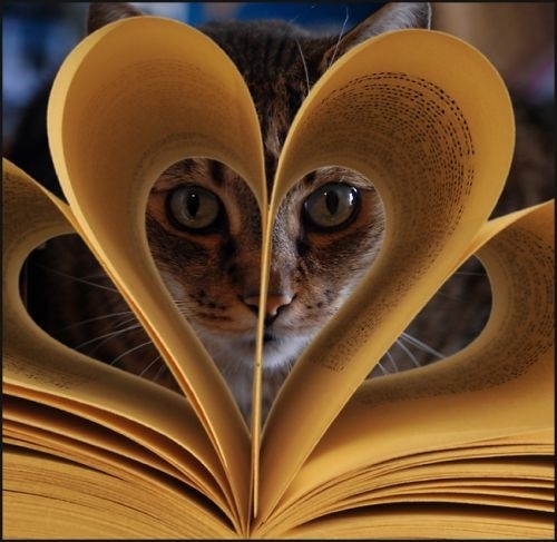 Image result for cat with book