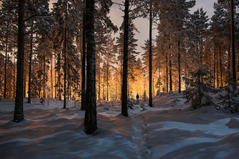 Finland-forest-MikkoLagerstedt