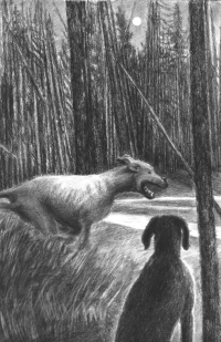 POD-Dogs in the night-blog size