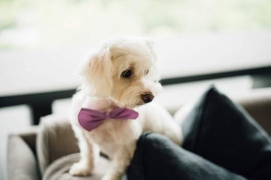 dog with bowtie