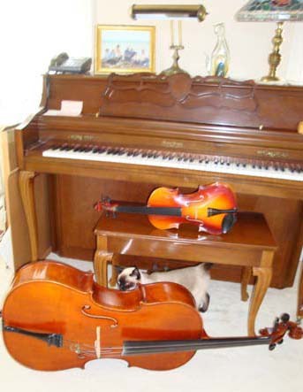 cat with musical instruments