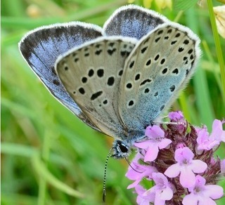  photo IMG_2891_zps4ynyb4ob.jpg