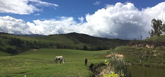 Horses in the field