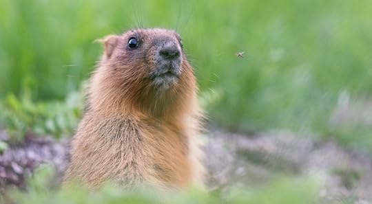 Groundhog Day Trivia