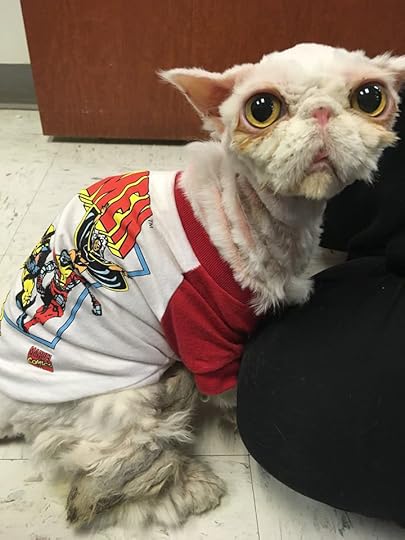 sinbad matted fur cat after