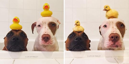 Instagram: @lifeofpikelet 