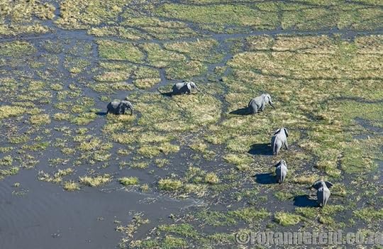 Okavango Delta from the air, Botswana