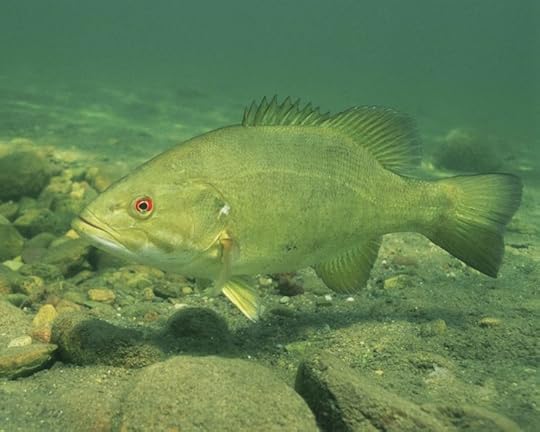 This is the fish bass. It may hide the solution of the origin of the word brash.