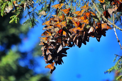 Photo: Monarch butterflies still need your love