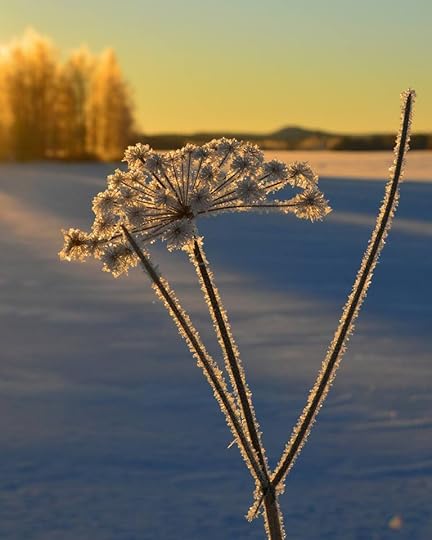 Therese Henrikssons foto.