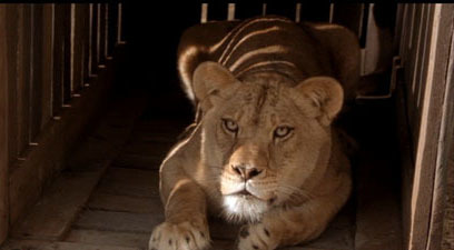 Secondhand Lions Jasmine