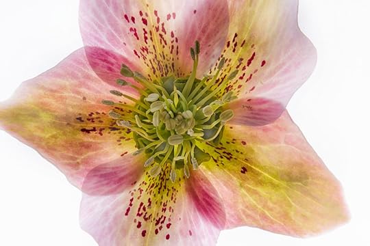 Hellebore © Harold Davis