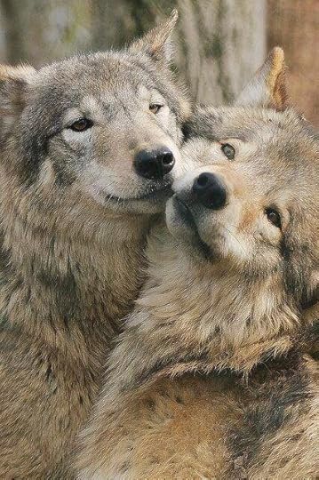 Wolf pair: 