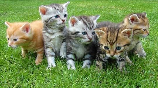 Cute kittens