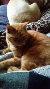 snugglingbeasties