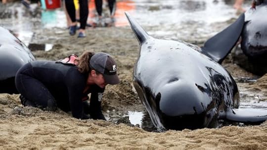 A volunteer tends to a whale as they prepare to refloat them after one of the country's largest recorded mass whale strandings, in Golden Bay, at the top of New Zealand's South Island, 12 February 2017