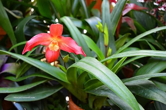 Biltmore Conservatory Orchid