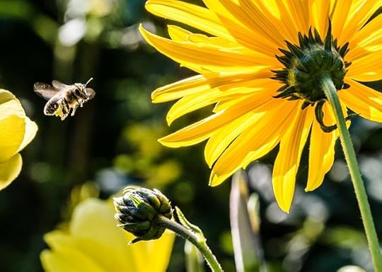 Bee “Business” vs. “Busyness”