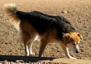  photo Lucky_zps7s6omcv7.jpg