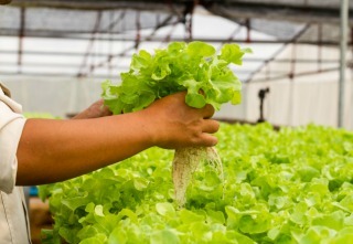 Organic hydroponic vegetable farm