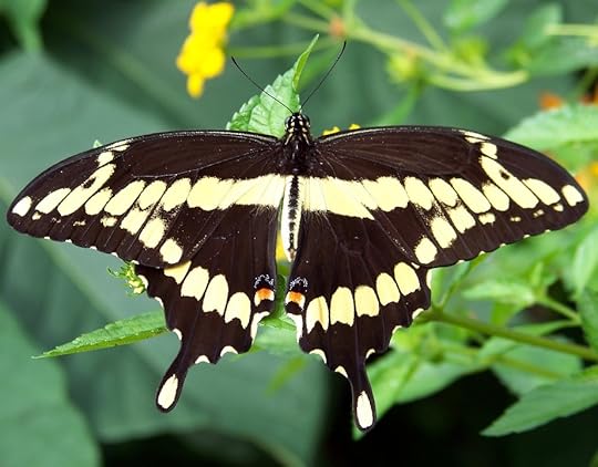 character transformation