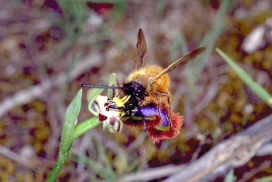 Ophrys speculum. Image provided by the authors and reused with their permission.