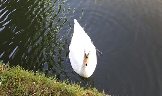 swan