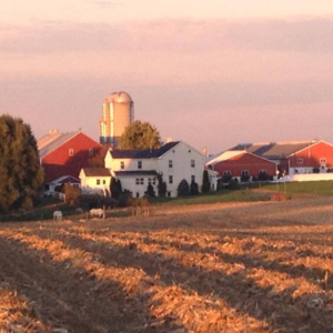 Fields of Corn Excerpt