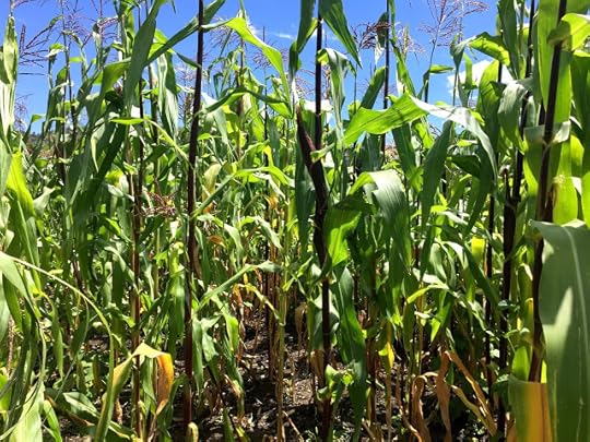 corn stalks