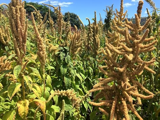 quinoa